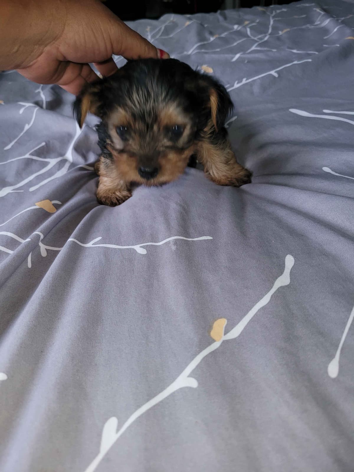 Yorkshire Terrier Puppies breeder image 3