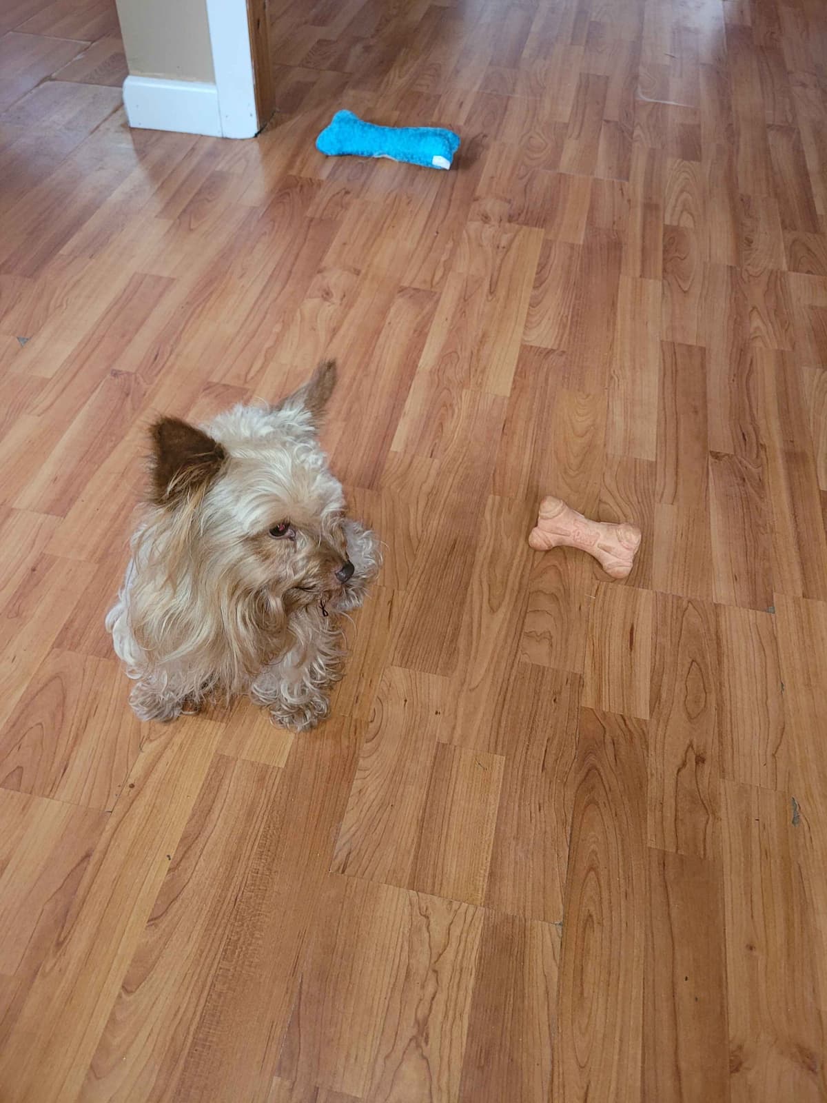 Yorkshire Terrier Puppies breeder image 4