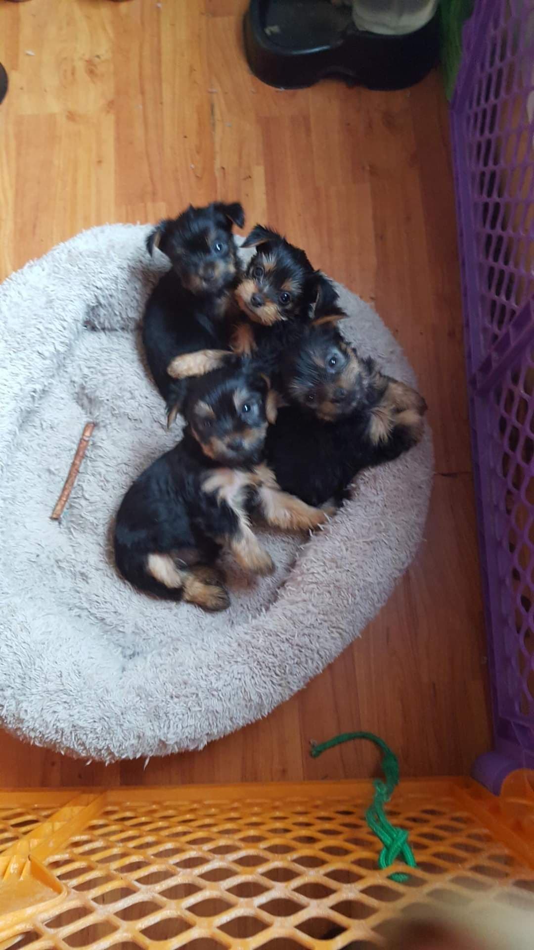 Yorkshire Terrier Puppies breeder image 6
