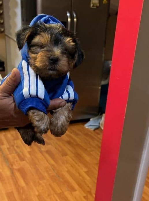 Yorkshire Terrier Puppies breeder image 7