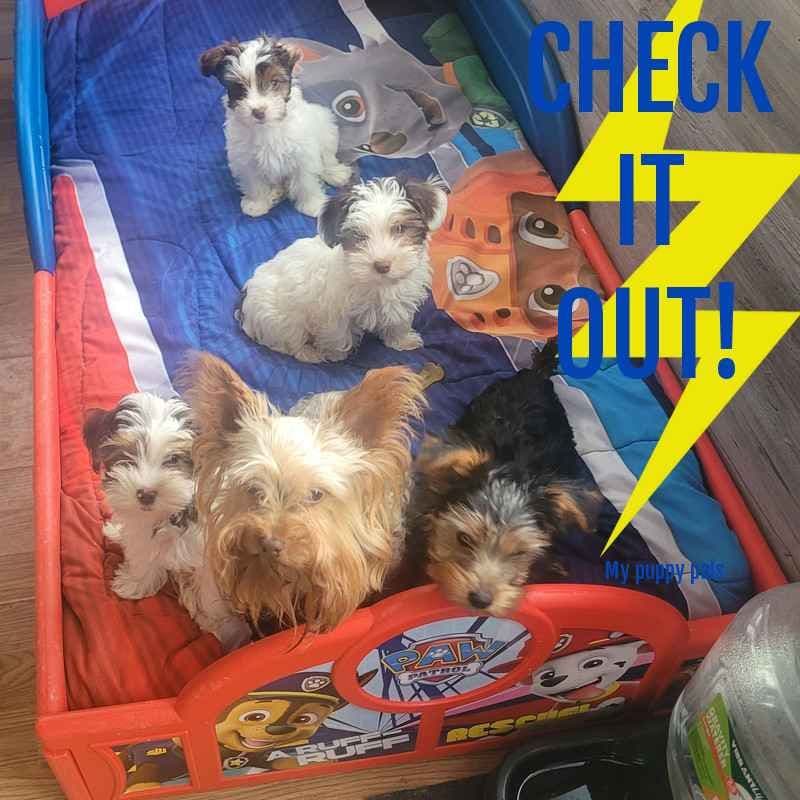 Yorkshire Terrier Puppies breeder image 8