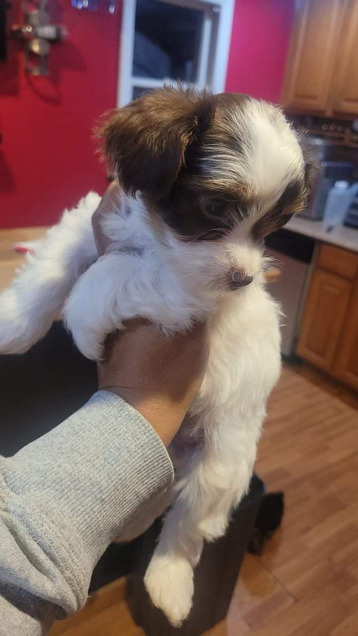 Yorkshire Terrier Puppies breeder image 9