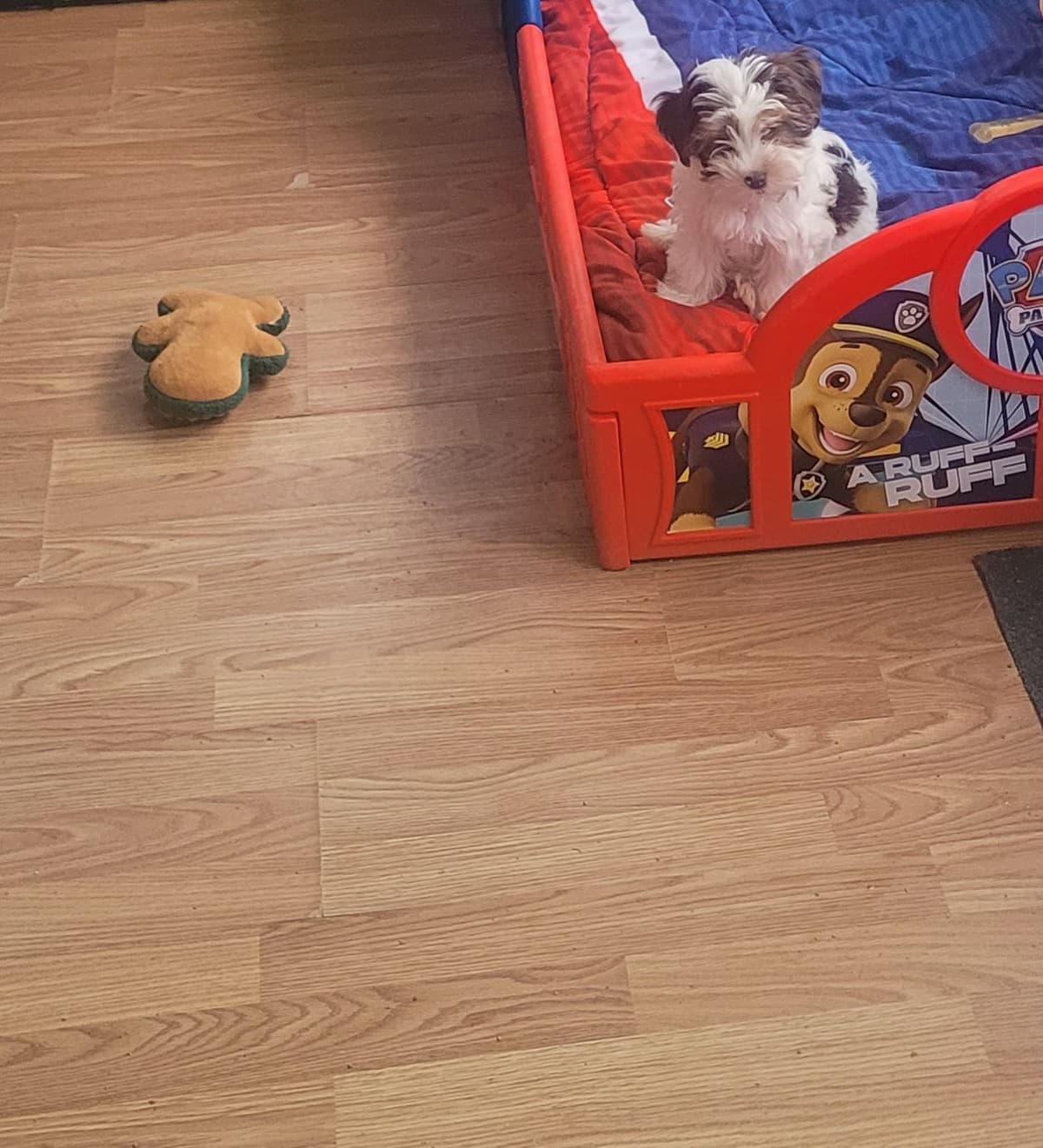 Yorkshire Terrier Puppies breeder image 10