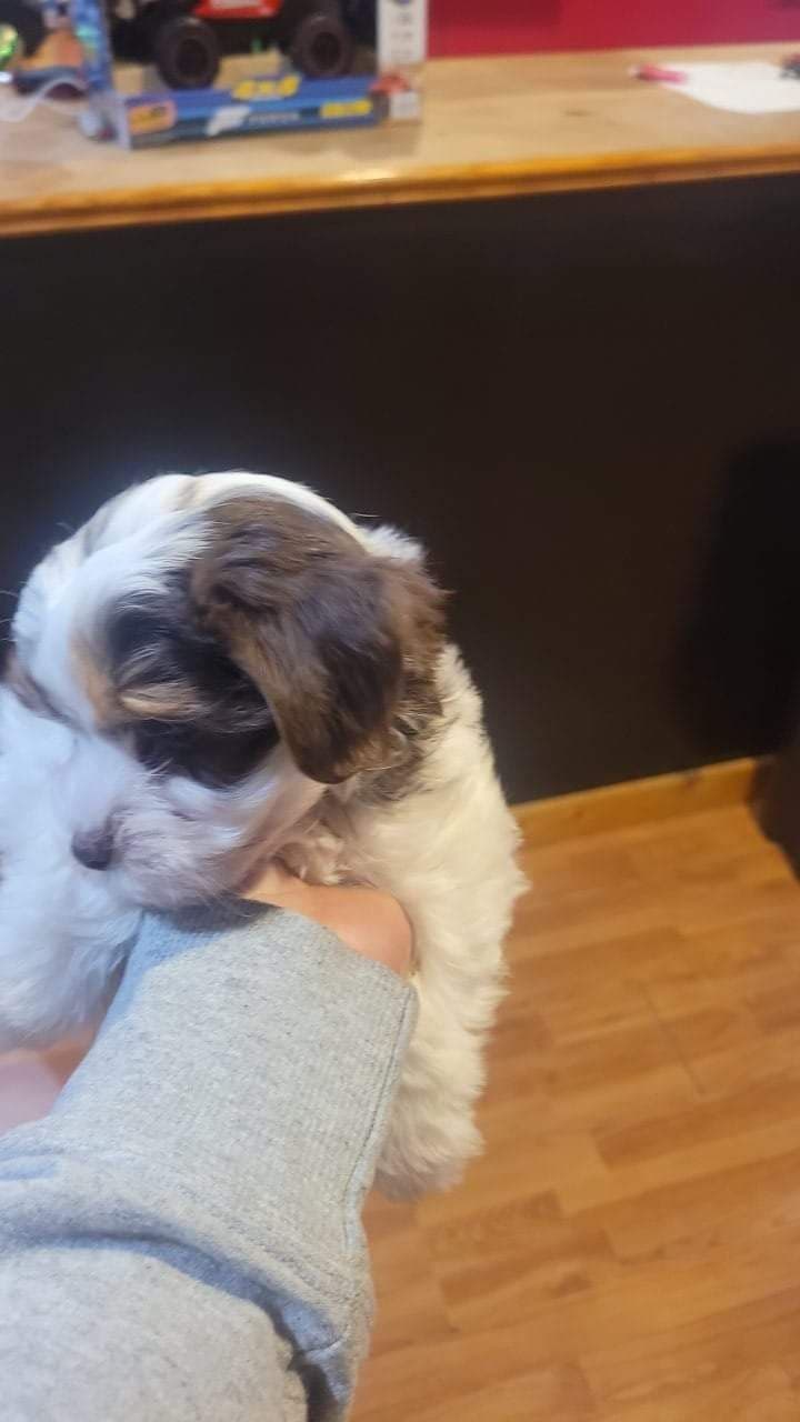 Yorkshire Terrier Puppies breeder image 11
