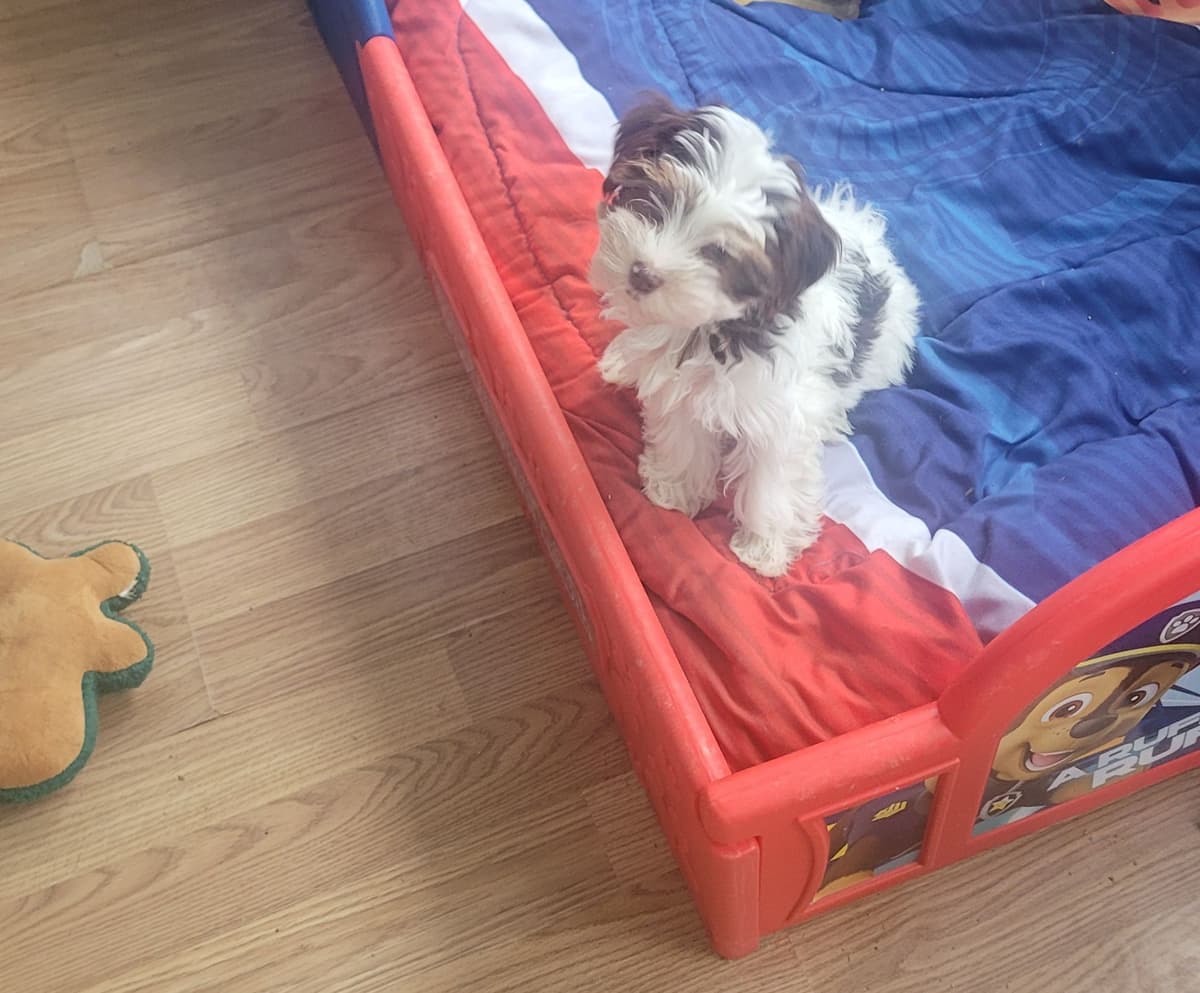 Yorkshire Terrier Puppies breeder image 13