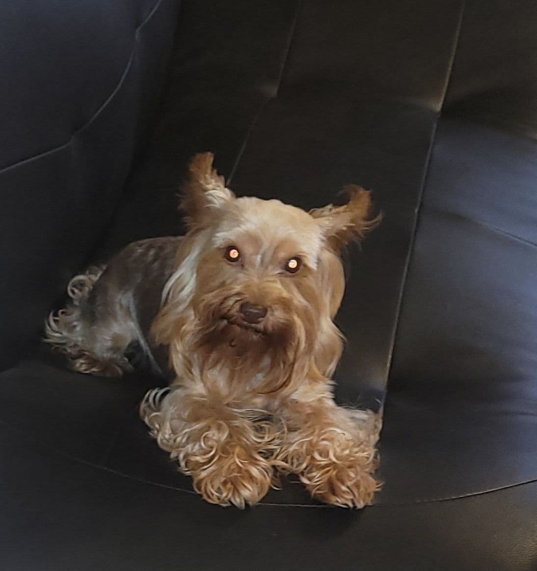 Yorkshire Terrier Puppies breeder image 14