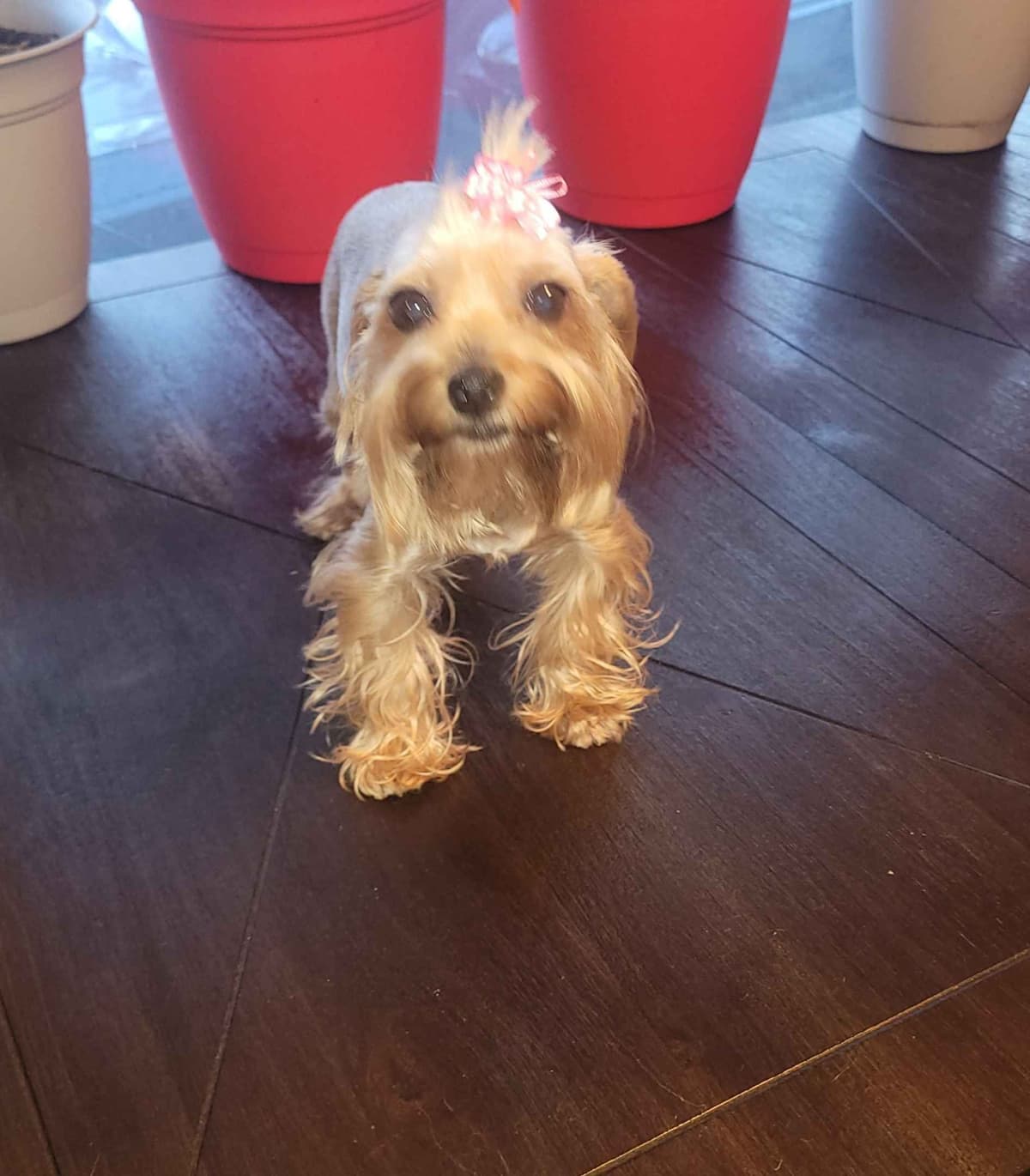 Yorkshire Terrier Puppies breeder image 15