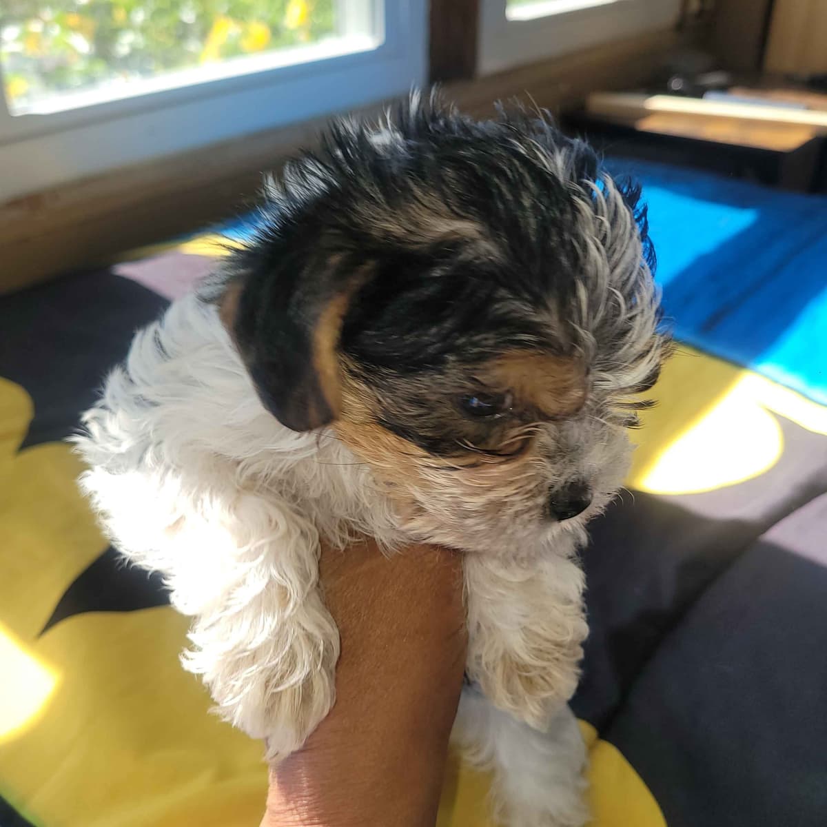 Yorkshire Terrier Puppies breeder image 17
