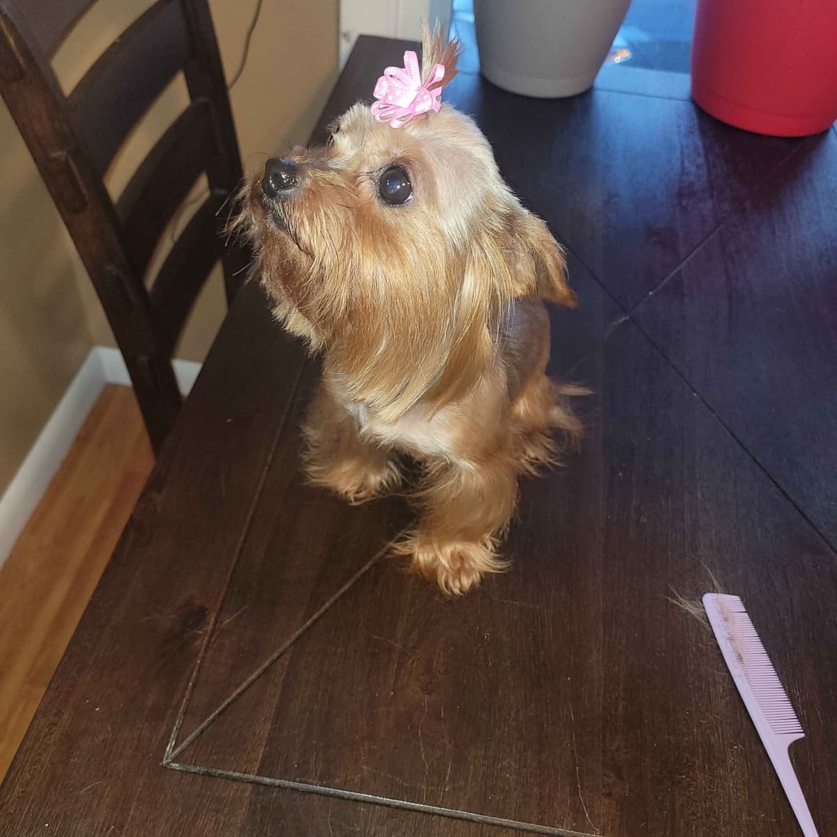 Yorkshire Terrier Puppies breeder image 19