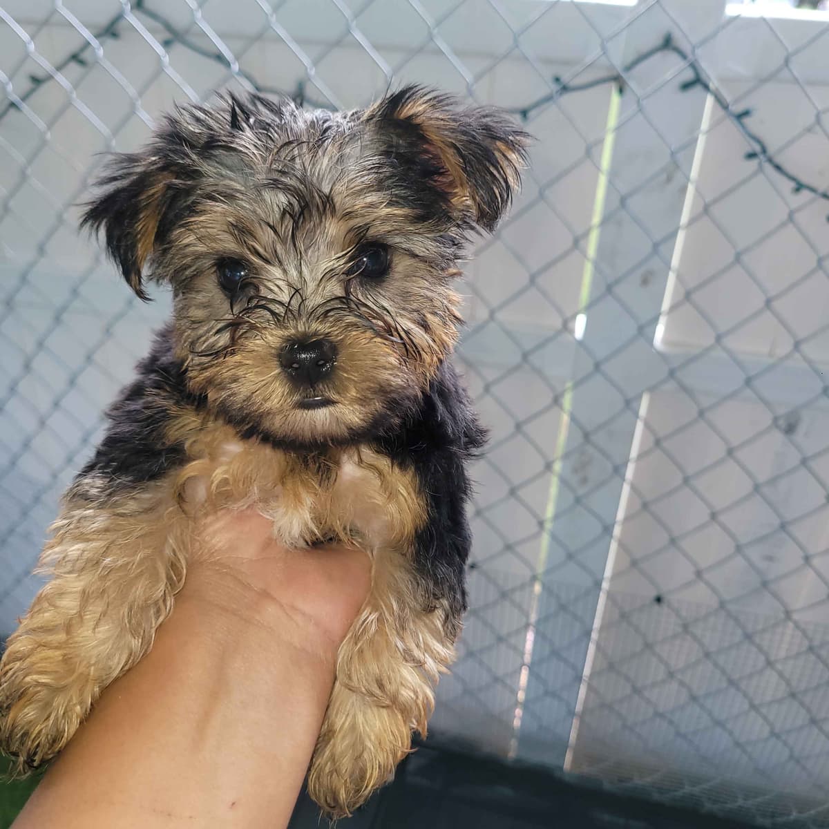 Yorkshire Terrier Puppies breeder image 21