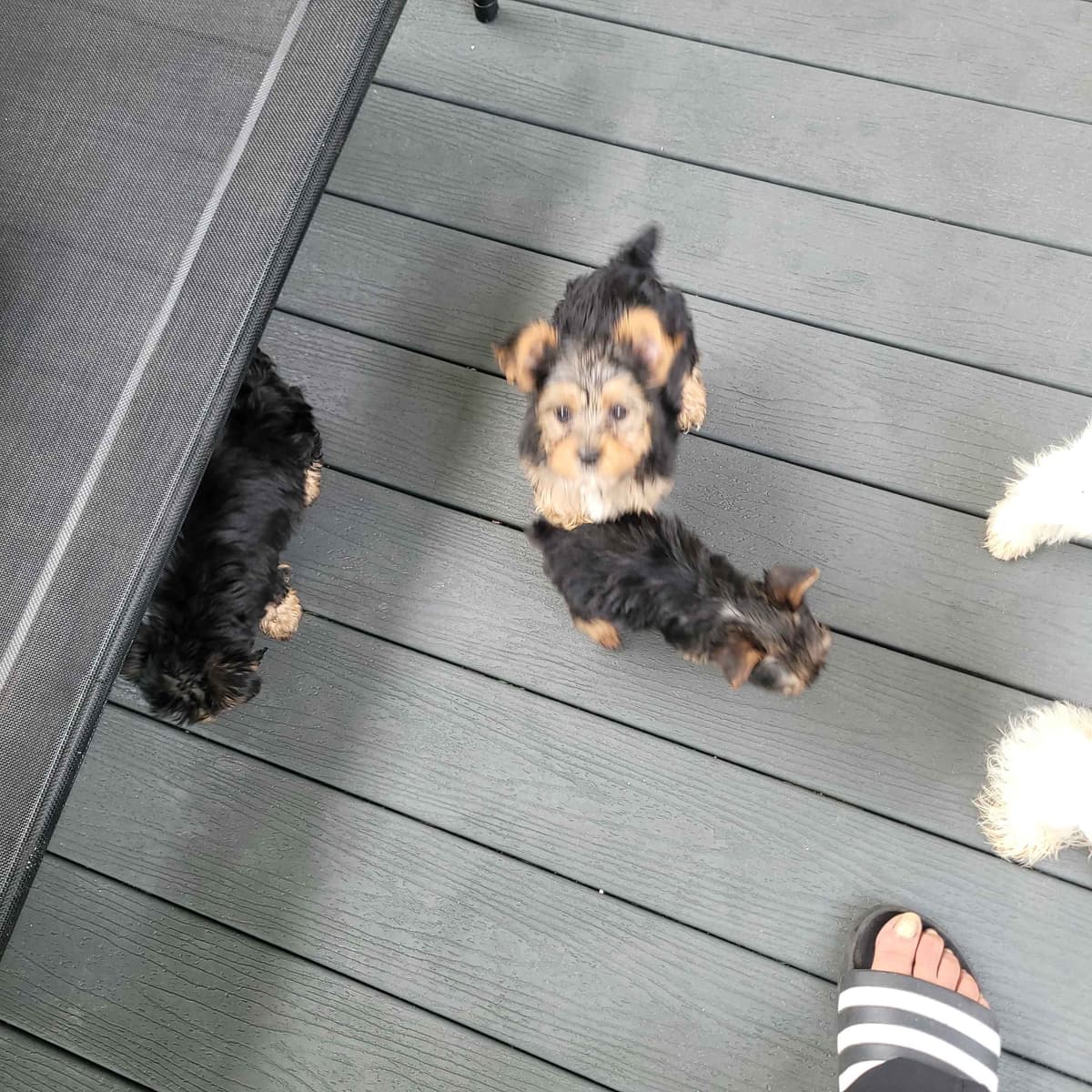 Yorkshire Terrier Puppies breeder image 23