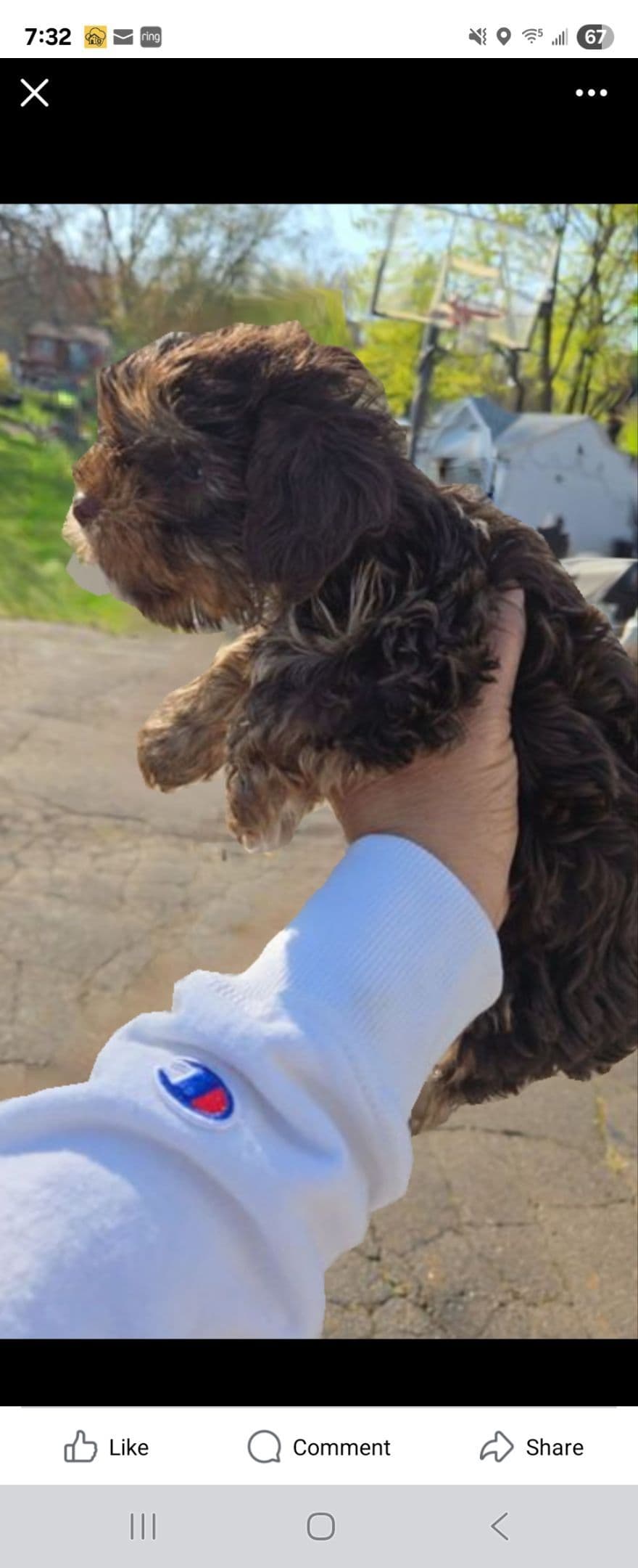 Yorkshire Terrier Puppies breeder image 25