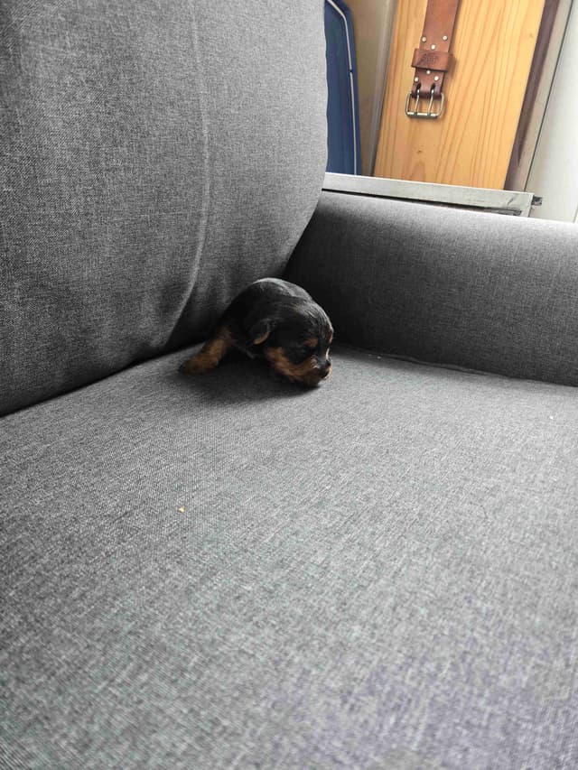 Yorkshire Terrier Puppies media 2