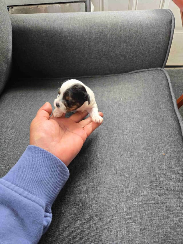 Yorkshire Terrier Puppies media 3
