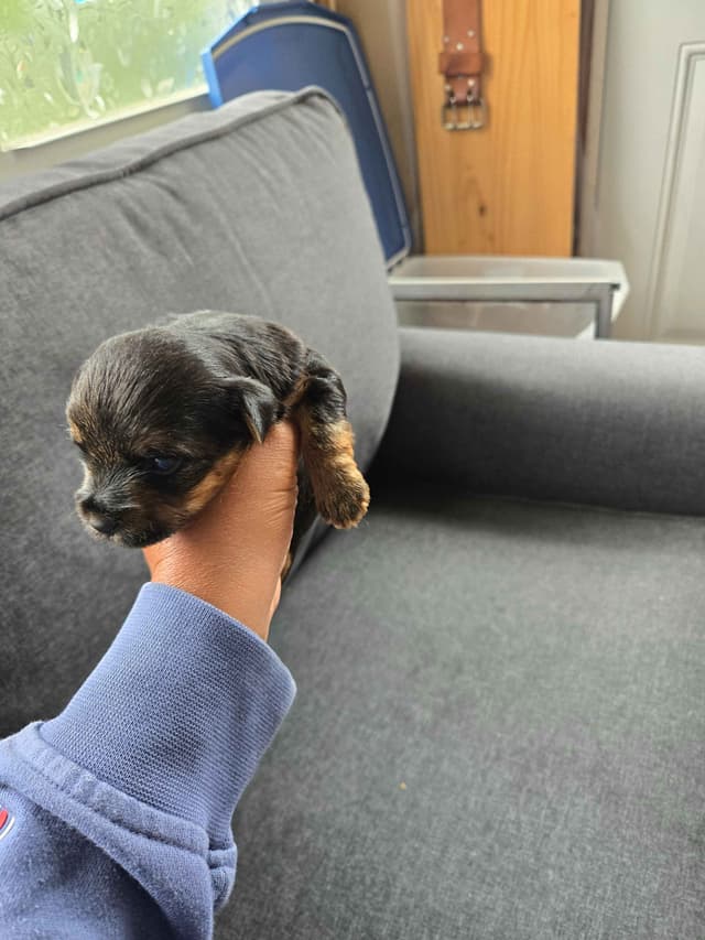 Yorkshire Terrier Puppies media 4