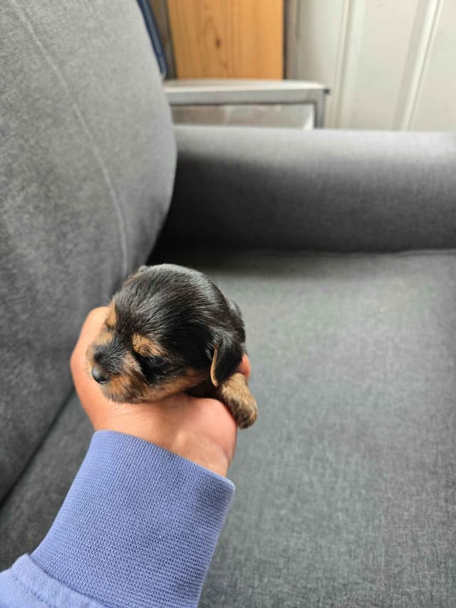 Yorkshire Terrier Puppies media 5