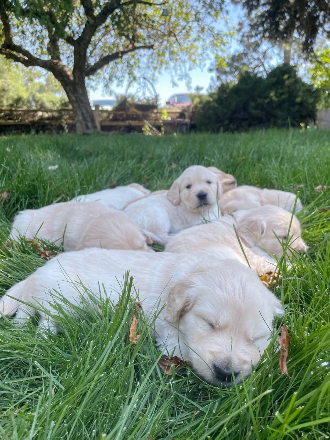 Golden Retriever Puppies breeder image 3