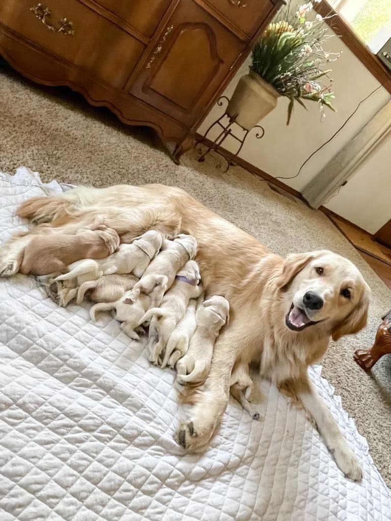 Golden Retriever Puppies breeder image 5