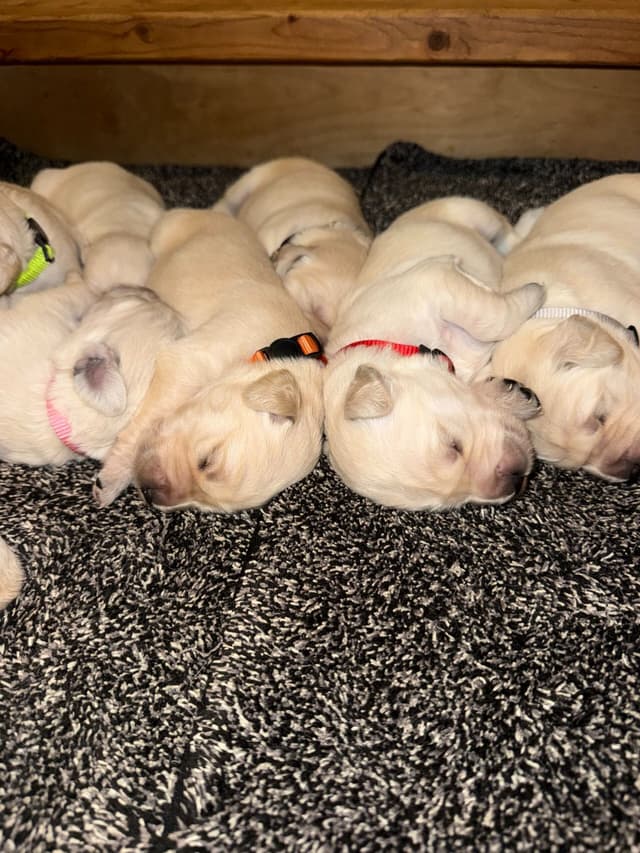 Golden Retriever Puppies media 2