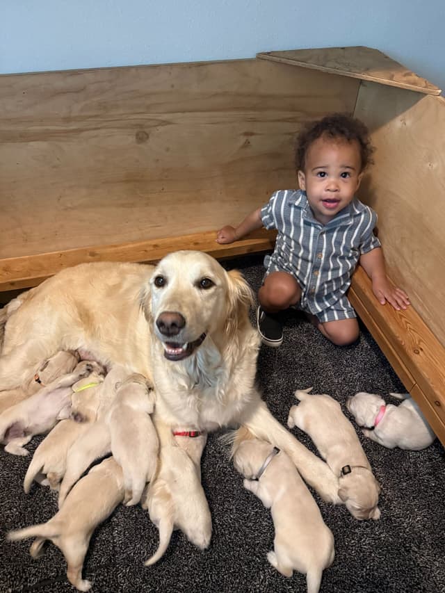 Golden Retriever Puppies media 3