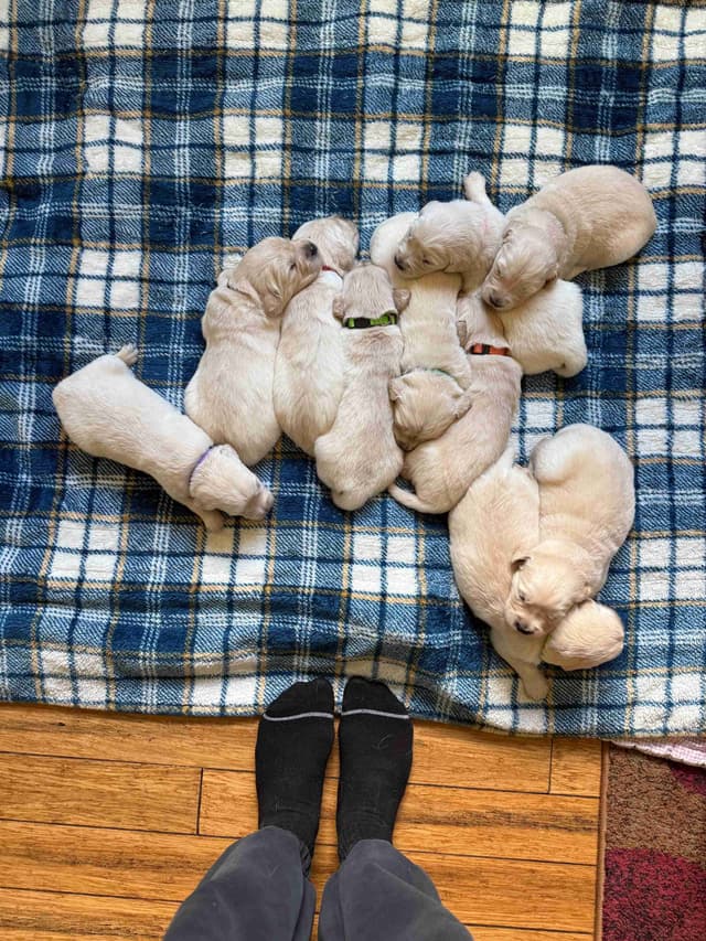 Golden Retriever Puppies media 4