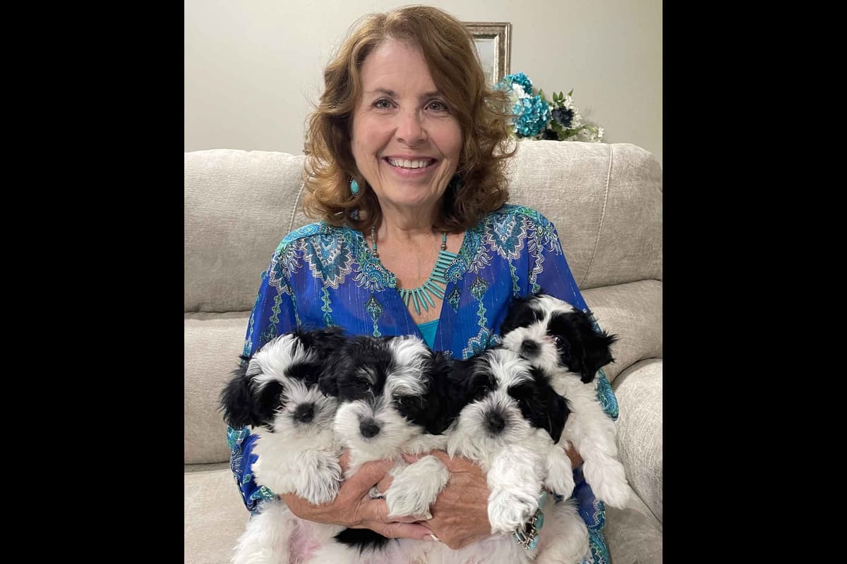 Kingdom View Cotons breeder image 7
