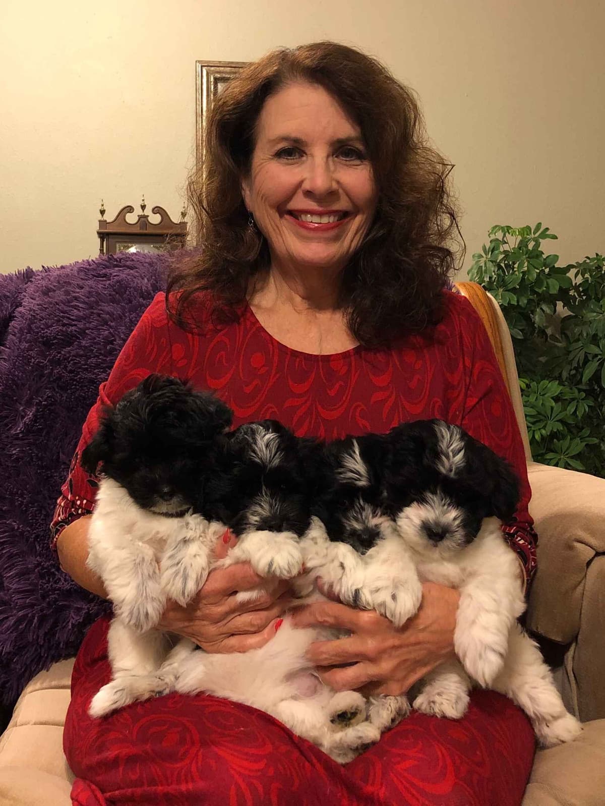 Kingdom View Cotons breeder image 12