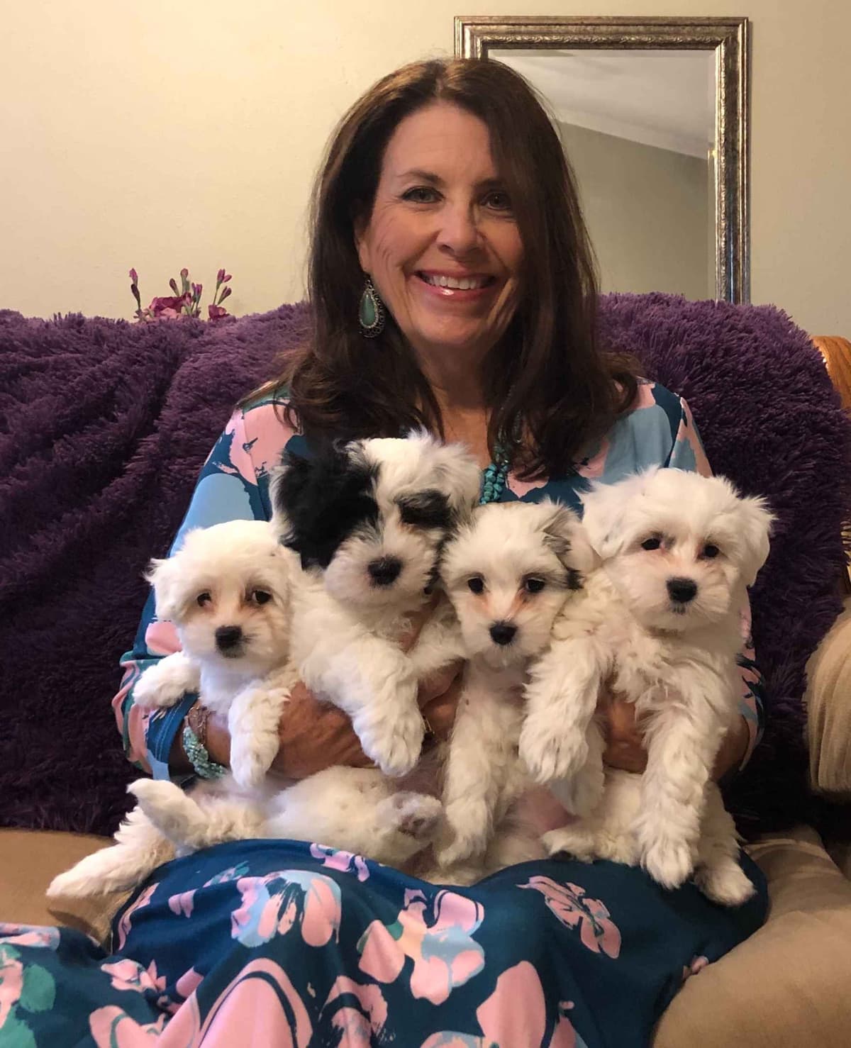 Kingdom View Cotons breeder image 13