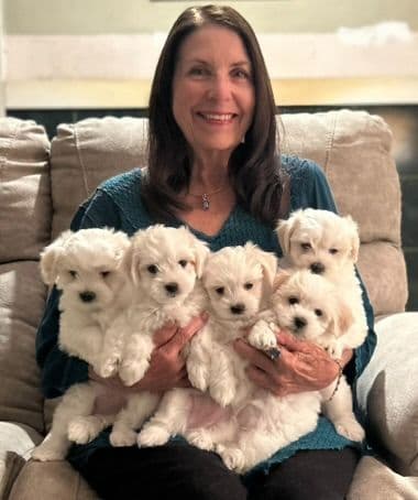 Kingdom View Cotons breeder image 3