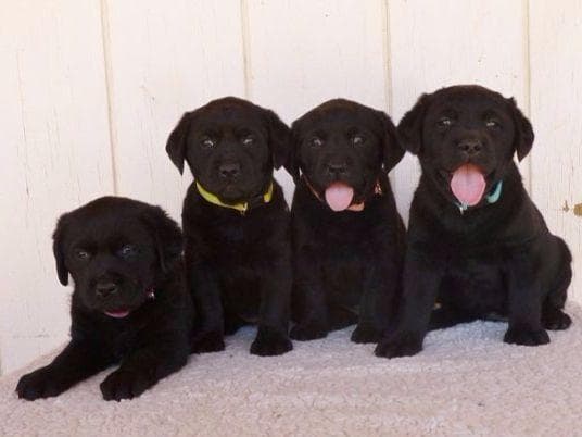 French Bulldog Puppy breeder image 1