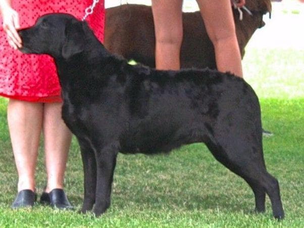 French Bulldog Puppy breeder image 5