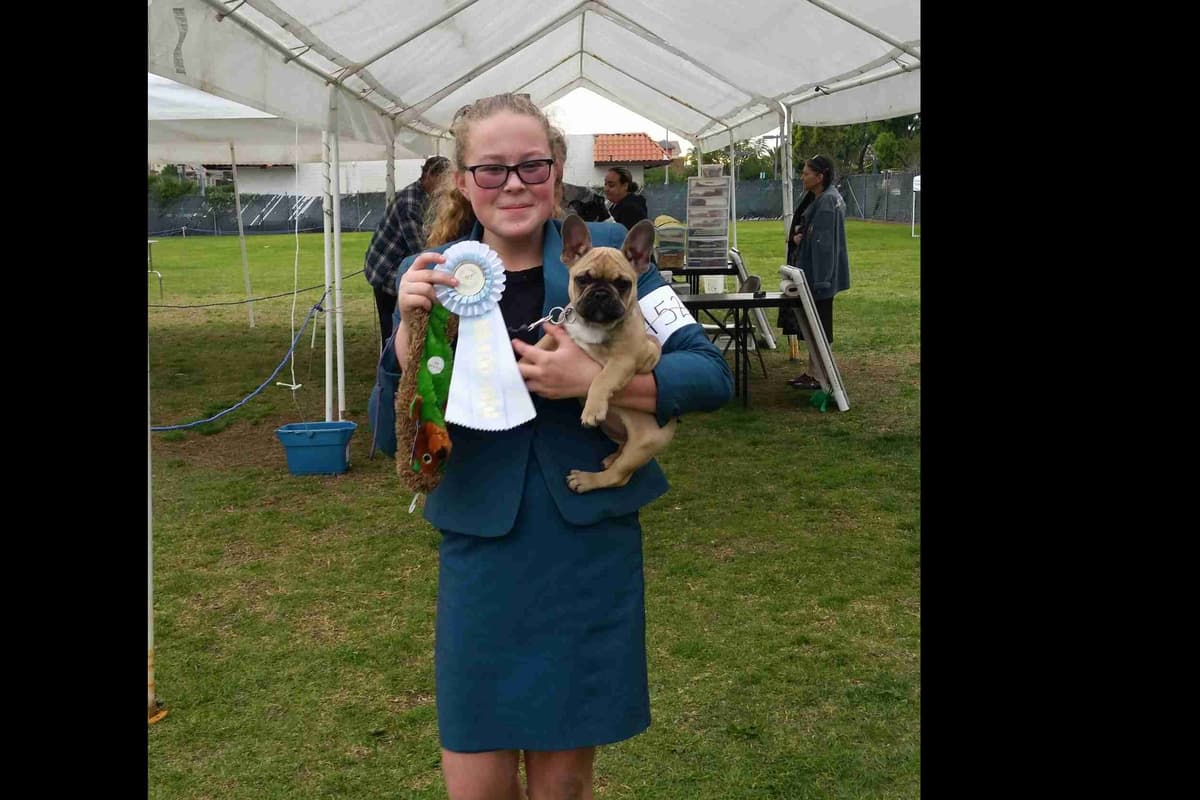 French Bulldog Puppy breeder image 9