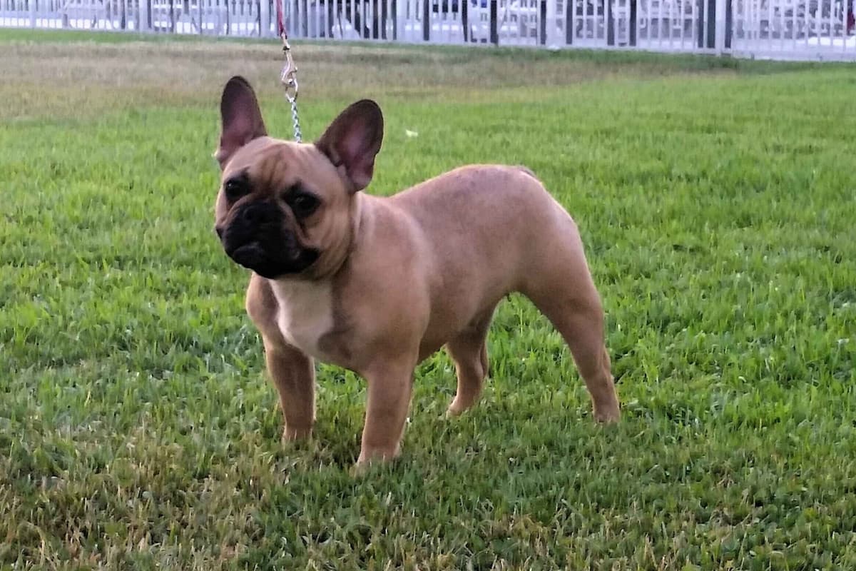 French Bulldog Puppy breeder image 11