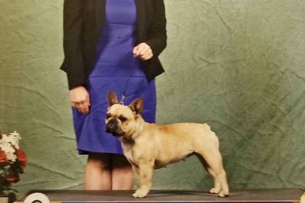 French Bulldog Puppy breeder image 12