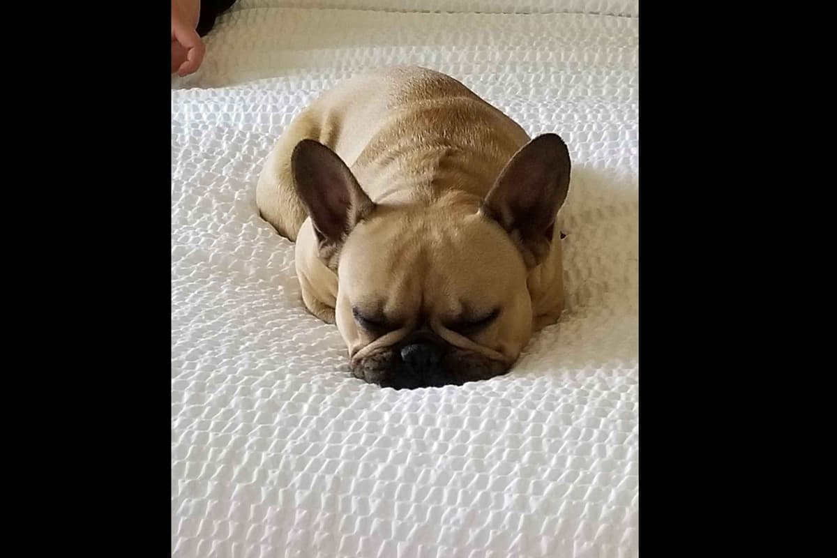 French Bulldog Puppy breeder image 17