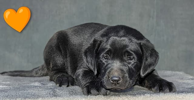 Labrador Retriever Puppies media 2