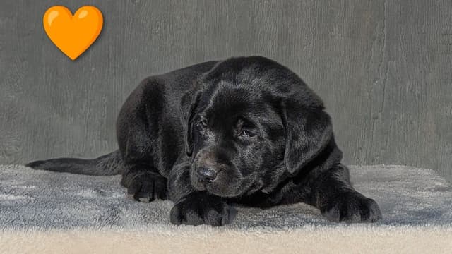 Labrador Retriever Puppies media 3