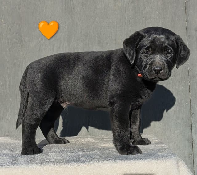 Labrador Retriever Puppies media 4