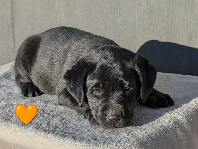 Labrador Retriever Puppies media 5