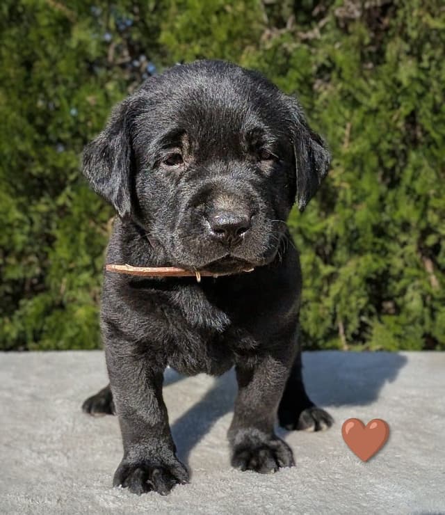 Labrador Retriever Puppies media 6