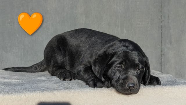Labrador Retriever Puppies media 7