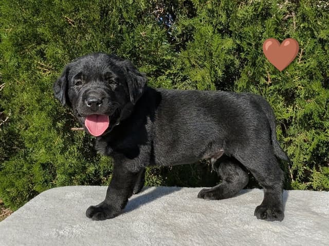 Labrador Retriever Puppies media 9