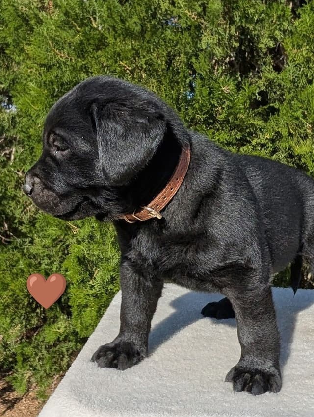 Labrador Retriever Puppies media 11