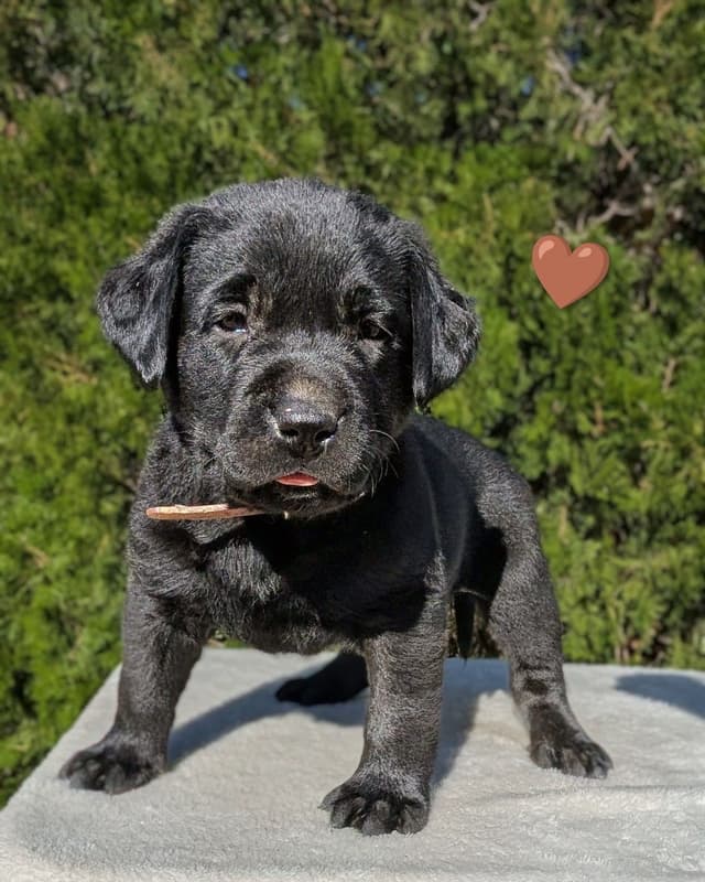 Labrador Retriever Puppies media 12