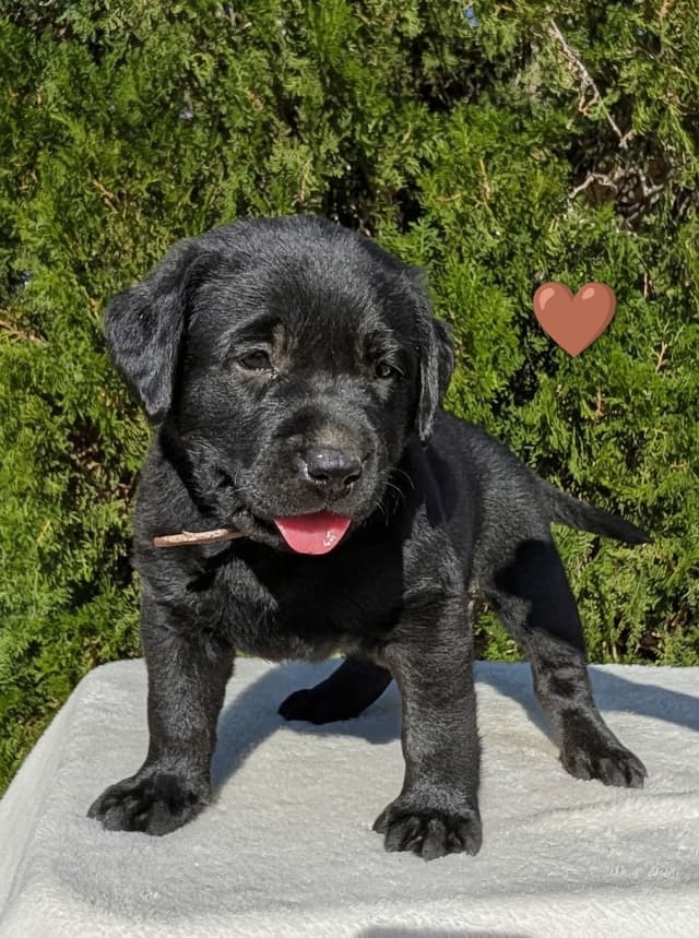 Labrador Retriever Puppies media 13