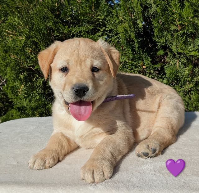 Labrador Retriever Puppies media 14