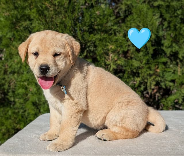 Labrador Retriever Puppies media 16