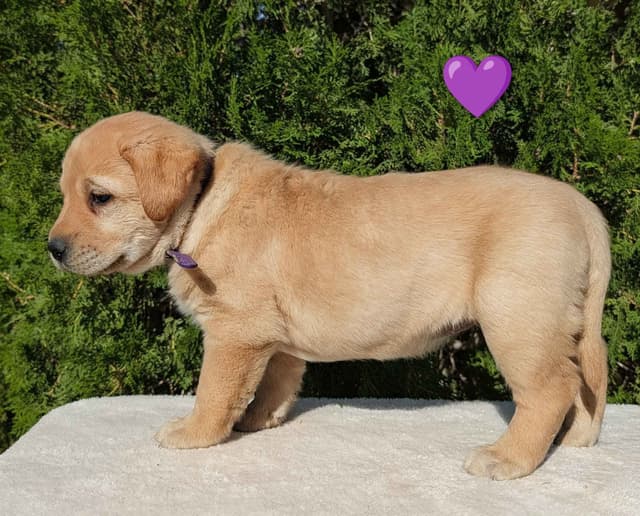Labrador Retriever Puppies media 18