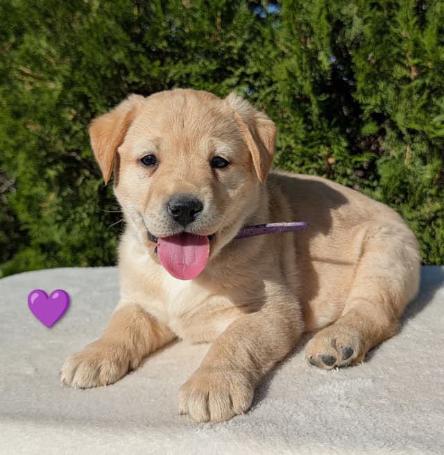 Labrador Retriever Puppies media 19