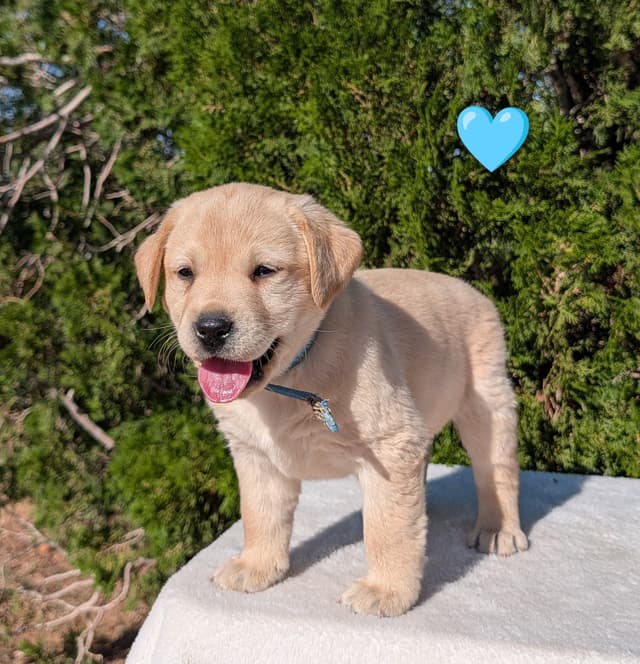 Labrador Retriever Puppies media 21